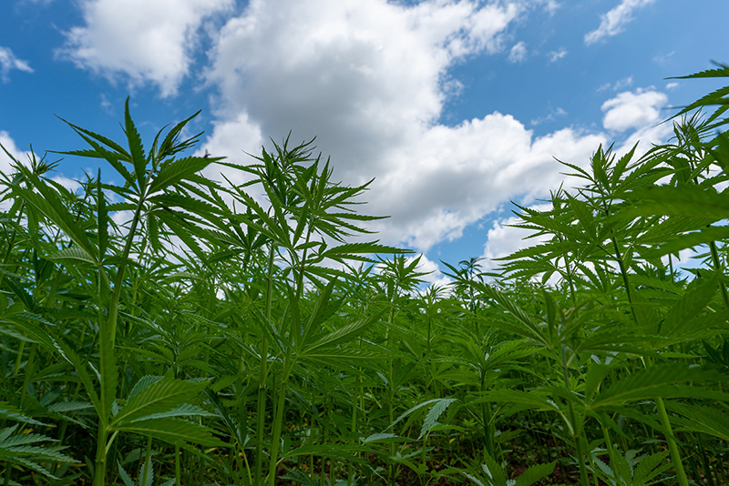 Senate Committee Approves Ban On Intoxicating Hemp To Take Effect In One Year